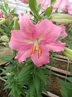 [4528 VH04 No02.JPG]